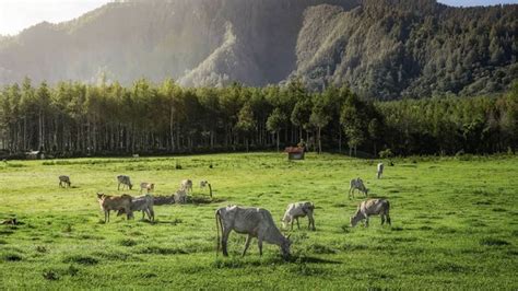 Taman Galuh Bondowoso Pesona Alam Yang Wajib Di Kunjungi