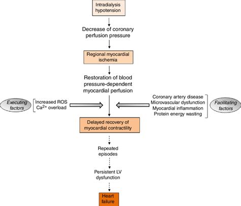 Sequence Of Events Involved In The Pathogenesis Of Myocardial Stunning