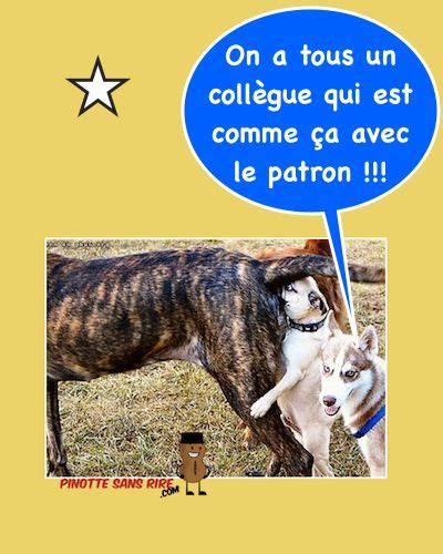 Pinotte Sans Rire Humour Patron Humour De Bureau Rire