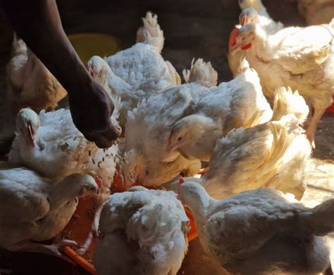 Healthy chickens | Small-scale farming project in Malawi