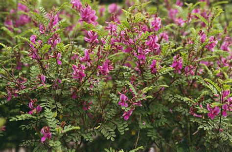 Индигофера красильная (74 фото) - фото - картинки и рисунки: скачать ...