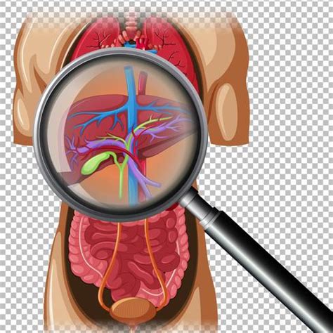 Anatomia Humana Del Higado 361513 Vector En Vecteezy