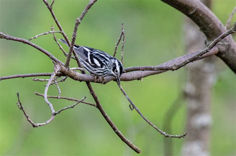 Safeguarding an Adirondack Wildlife Corridor, for Wildlife and People ...