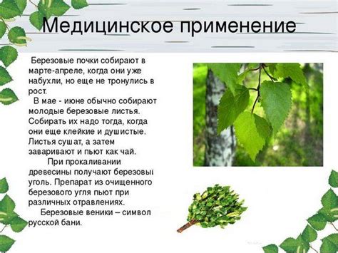 Березовый чай: польза и вред, рецепты с листьями и почками березы