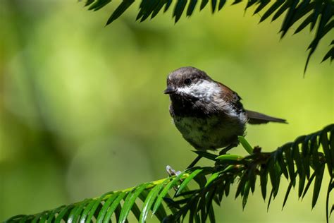 Number Of Dees In A Chickadee S Alarm Call Is Related To The Danger