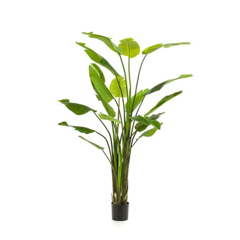 Strelitzia Nicolai Artificial Plant Cm Green Bubble