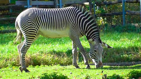 zebra mammal striped  stock video pixabay