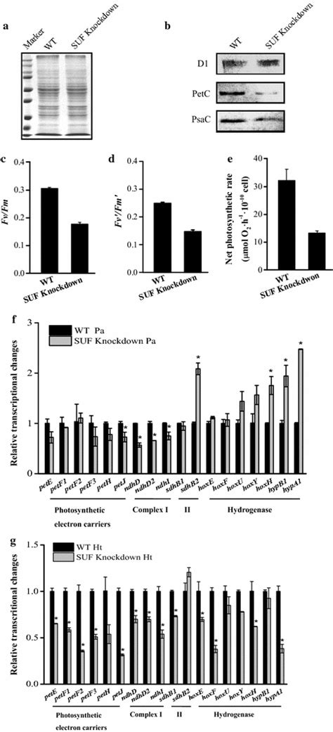 Western Blot And Photosynthetic Activity Of The Wt And Suf Knockdown