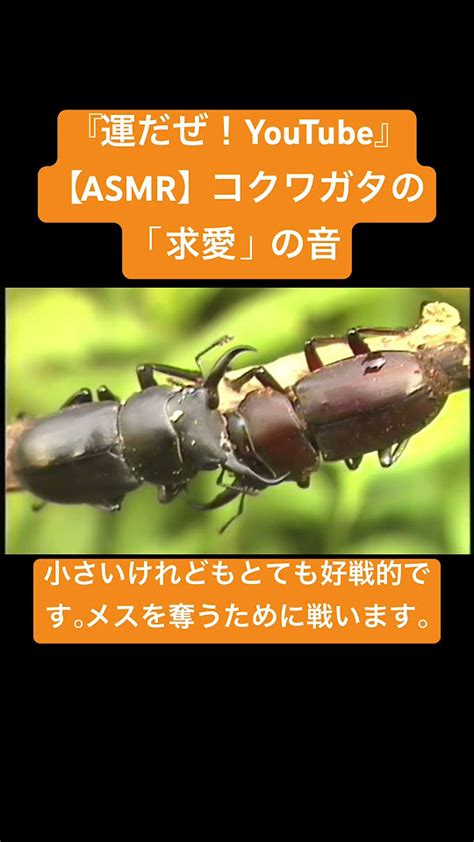 【asmr】コクワガタの「求愛」の音 Sdgs 虫の音 Insects Asmr Bug 交尾の音mating咀嚼音韓国