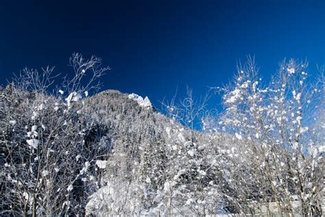 Close Up On Snowy Covered Nude Trees In Julian Alps In Blue Sky In Winter Season Stock Image