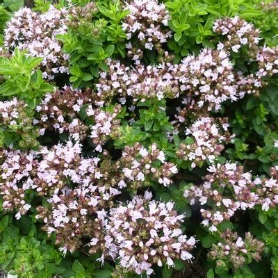 Wilde Marjolein Oregano Origanum Vulgare Compactum Planten