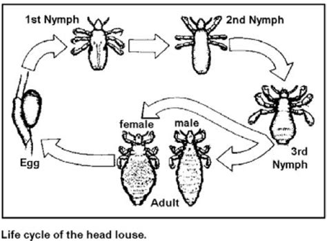 ROSH NAKKI 077-550-6369: Head Louse Life Cycle