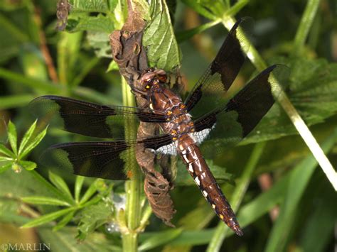 Common Whitetail Dragonfly North American Insects And Spiders