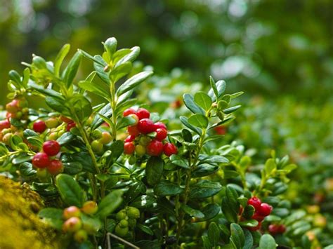 Growing Cranberry Plants: How Are Cranberries Grown In The Garden 