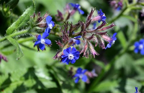 Anchusa azurea - Изображение особи - Плантариум