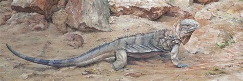 Игуана | Пикабу