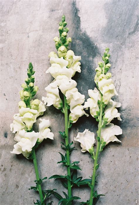 rocket white snapdragon cut flower farm flower farm spring wedding