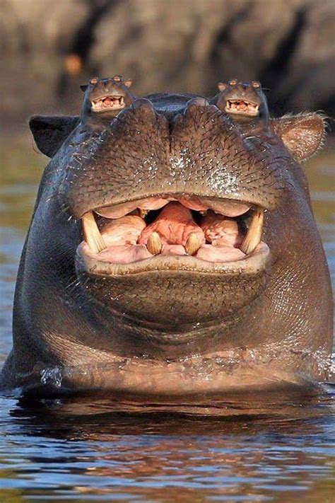 The Internet just let loose on this South African photo of a Hippo.