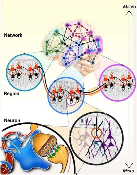 Brain Networks Paradigm Psychiatry