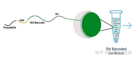 一文了解单细胞RNA测序原理 知乎