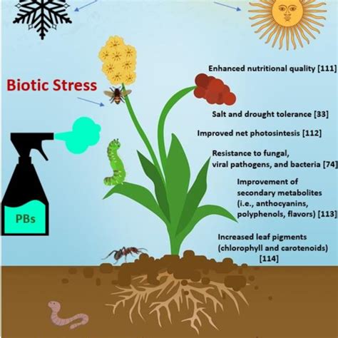 Categories Of Plant Biostimulants 94102 109 Download Scientific