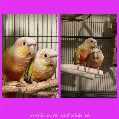 Green Cheek Conure Pairs For Sale