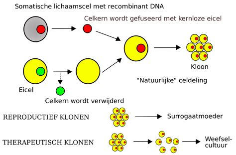 Klonen Toepassing Van DNA Kennis