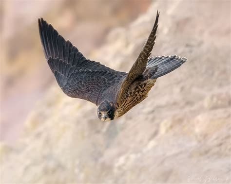 Halcón Peregrino Peregrine Falcon Falco peregrinus cassi Flickr