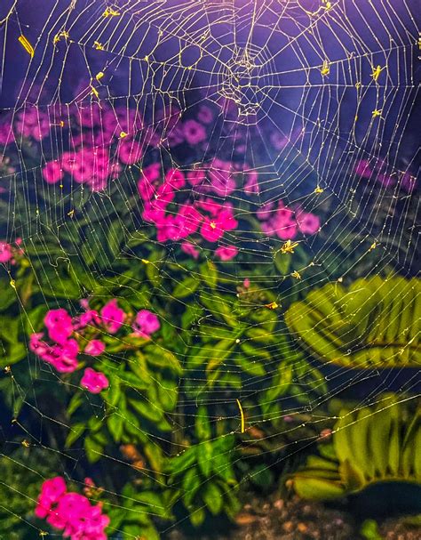 Heart-Shaped Cloud, An Intricate Spider Web And Busy Bug: IL In Photos