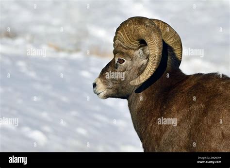 A Portrait Image Of A Wild Rocky Mountain Bighorn Sheep Ovis