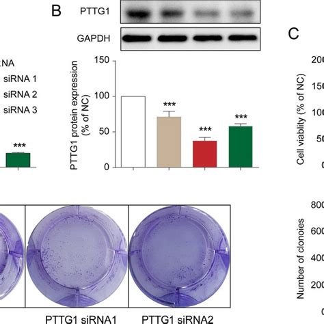 Pttg Knockdown Induces U Cell Apoptosis In Vitro U Cells Were