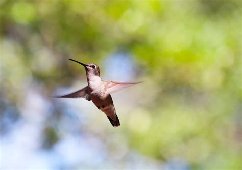 Colibrì In Volo Animali Selvatici Foto Gratis Su Pixabay Pixabay