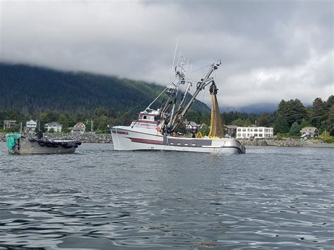 Returning Home Salmon Are Key To Our Hatcherys Success Sitka