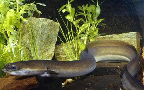 Natural wonders to watch out for this week: spot the last of the eels