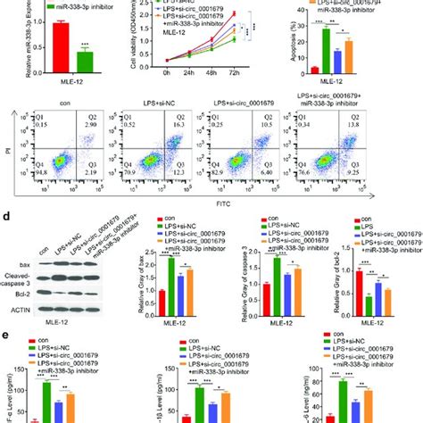 Knockdown Of Circ Inhibits Lps Induced Cell Injury In Mle