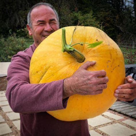 Every Gardening Team Needs A Weightlifter This Monster Pumpkin Was 24kgs Thats The Biggest