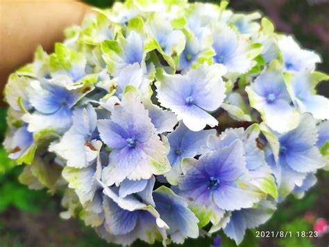 Гортензія макрофіла Pandora Wait Blue від SWITCH, 5-ти річні ,С8 | САД ...