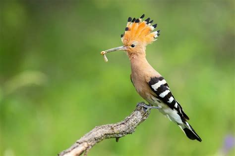 African Hoopoe | Avianbird