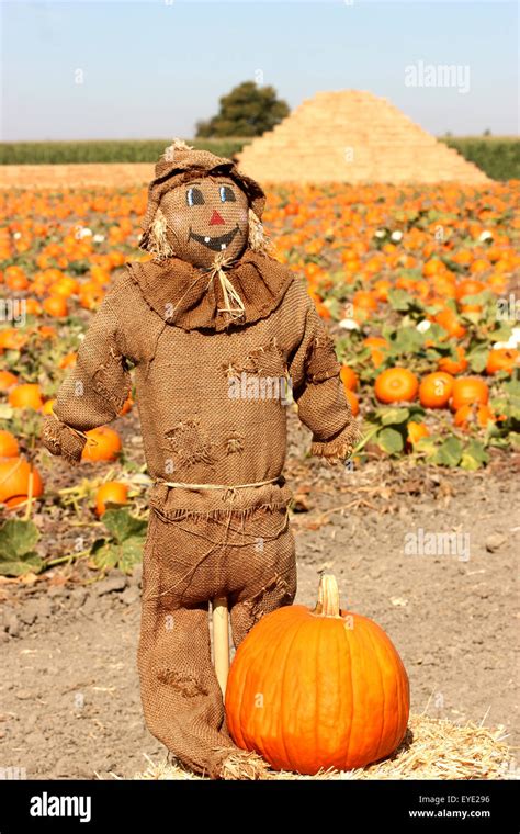 Vogelscheuche auf Herbst Kürbis Feld Stockfotografie Alamy