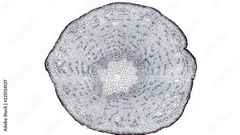 Carrot Root Cross Section Cut Under The Microscope Microscopic View