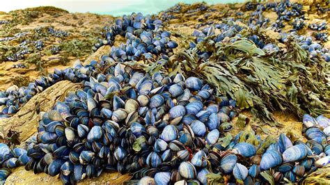 Coastal Foraging Mussel Clam And Crab Clean And Delicious Cookup