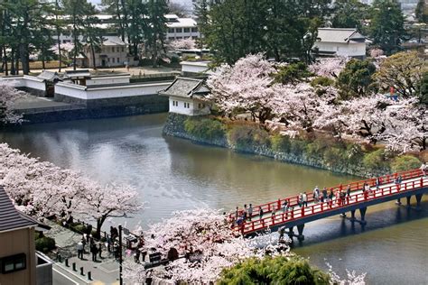 Odawara Castle Cherry Blossoms Odawara Guide