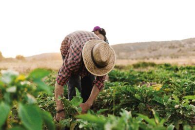 9 Estrategias De Adaptación Al Cambio Climático En La Agricultura De