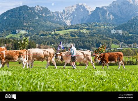 Almabtrieb Konigssee Berchtesgadener Land Upper Bavaria Germany