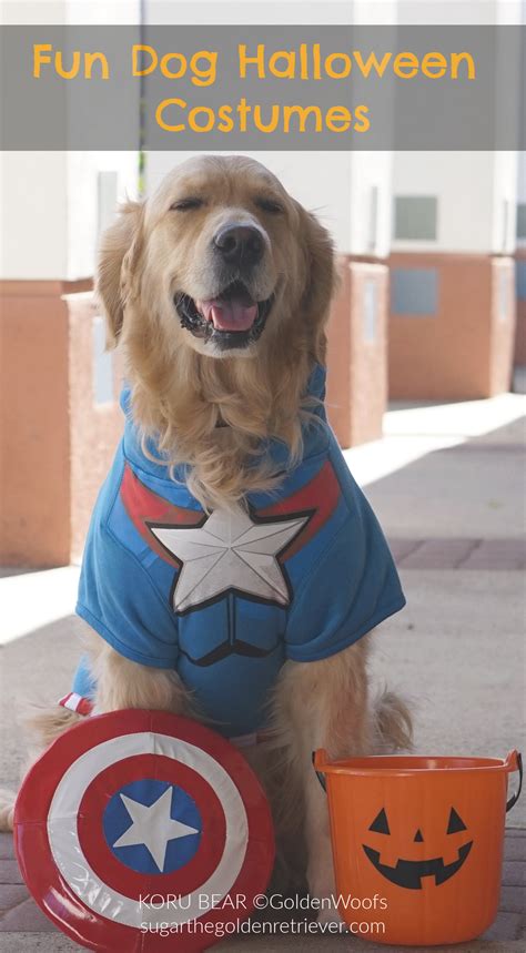 dog halloween costume bear 4