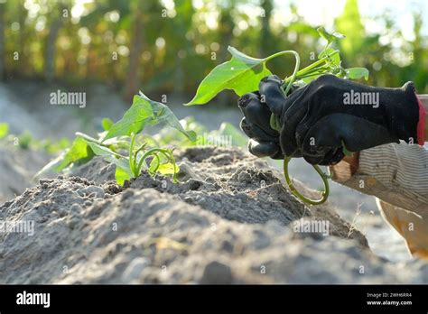 Farmers Grow Sweet Potato Crops On Traditional Plantations In Indonesia