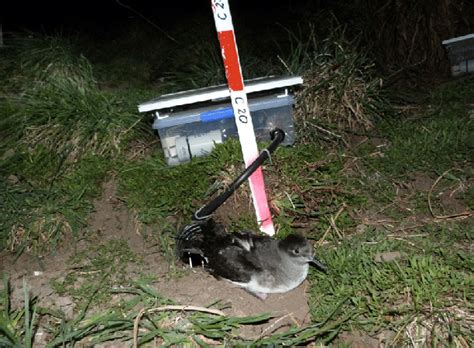 Huttons Shearwater At The Entrance To Burrow C20 At The Kōwhai River