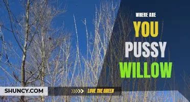 Step By Step Guide How To Successfully Root A Pussy Willow Plant Shuncy