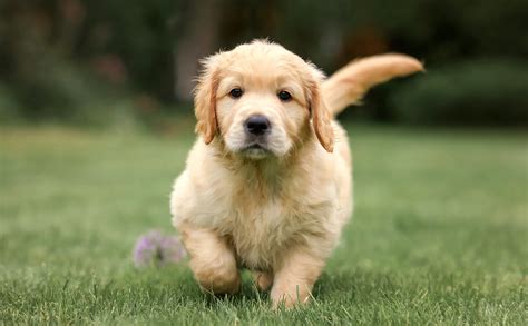 English Golden Retreiver Puppies Of Indiana