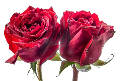 Red Roses Pngs For Free Download